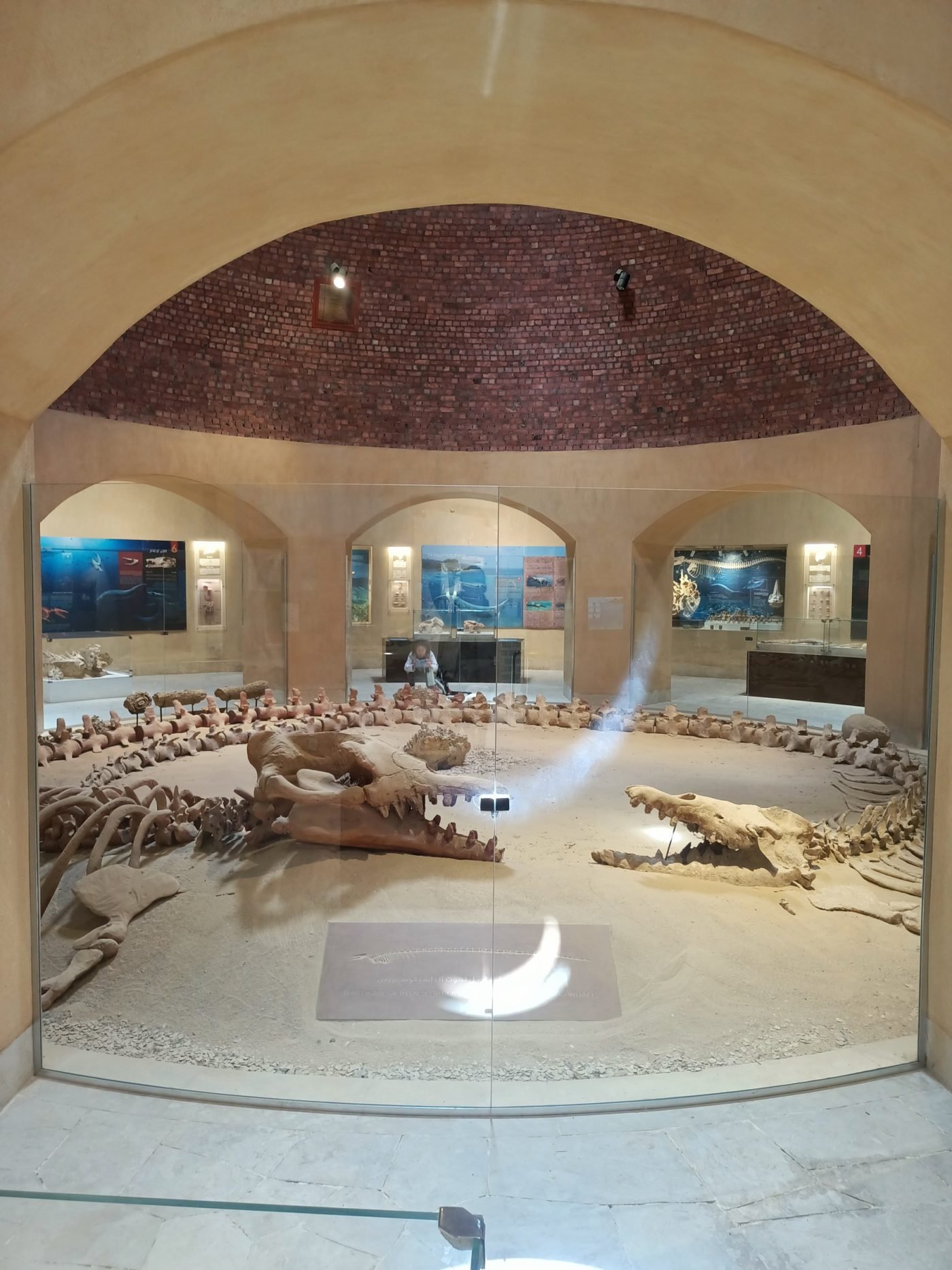 Fossil whale at the Wadi El Hitan museum, Fayoum