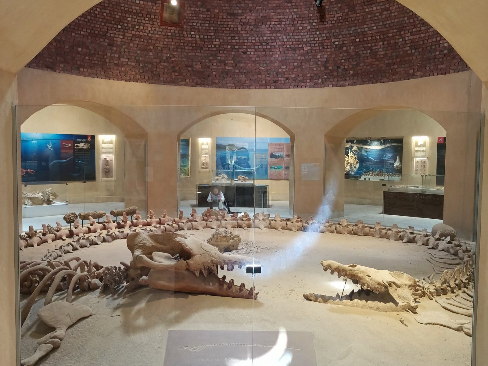 Fossil whale at the Wadi El Hitan museum, Fayoum