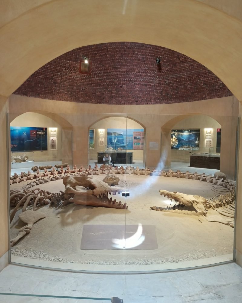 Fossil whale at the Wadi El Hitan museum, Fayoum
